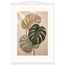 Stone Monstera: botanical and nature. Fine art poster, alternate frame and size.