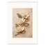 Magnolia Ascent: flowers and botanical. Fine art poster by The Light Stays.