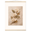 Magnolia Ascent, flowers and botanical. Archival fine art poster shown framed.