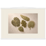 Green Constellation: botanical, green and loose rhythm. Fine art poster, alternate frame and size.