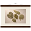 Green Constellation: botanical, green and loose rhythm. Fine art poster by The Light Stays.