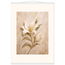 Alabaster Lily: flowers and botanical. Museum-quality fine art poster.