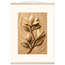 Magnolia Arc: flowers and botanical. Museum-quality fine art poster.