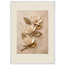 Magnolia Ascent: flowers and botanical. Framed fine art print by The Light Stays.
