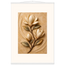 Magnolia Arc: flowers and botanical. Fine art poster, alternate frame and size.