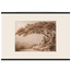 Under the Blossoms, petra and flora. Archival fine art poster shown framed.