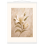 Alabaster Lily: flowers and botanical. Museum-quality fine art poster.