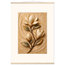 Magnolia Arc: flowers and botanical. Fine art poster, alternate frame and size.