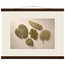 Green Constellation: botanical, green and loose rhythm. Fine art poster by The Light Stays.