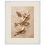 Magnolia Ascent: flowers and botanical. Framed fine art print, alternate frame and size.