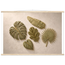 Green Constellation: botanical, green and loose rhythm. Fine art poster, alternate frame and size.