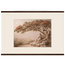 Under the Blossoms, petra and flora. Archival fine art poster shown framed.