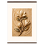 Magnolia Arc: flowers and botanical. Fine art poster by The Light Stays.
