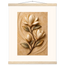 Magnolia Arc: flowers and botanical. Fine art poster by The Light Stays.