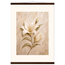 Alabaster Lily: flowers and botanical. Fine art poster, alternate frame and size.