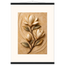Magnolia Arc, flowers and botanical. Archival fine art poster shown framed.