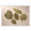 Green Constellation: botanical, green and loose rhythm. Fine art poster by The Light Stays.