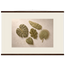 Green Constellation, botanical, green and loose rhythm. Archival fine art poster shown framed.