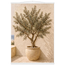 Olive Terrace: landscape and sun. Fine art poster by The Light Stays.