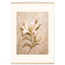 Alabaster Lily, flowers and botanical. Archival fine art poster shown framed.
