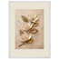 Magnolia Ascent: flowers and botanical. Framed fine art print by The Light Stays.