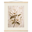 Gilded Magnolia: flowers and botanical. Fine art poster, alternate frame and size.