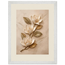 Magnolia Ascent: flowers and botanical. Framed fine art print, alternate frame and size.