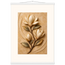 Magnolia Arc: flowers and botanical. Fine art poster, alternate frame and size.