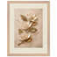 Magnolia Ascent: flowers and botanical. Framed fine art print by The Light Stays.